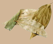 sri lanka cinnamon leaves exporters